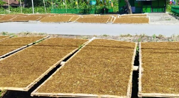 Petani Tembakau Harap Capres Berani Tingkatkan Kesejahteraan Mereka