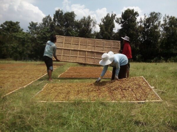 Petani Tembakau Keluhkan Kenaikan CHT Tidak Diiringi Kesejahteraan