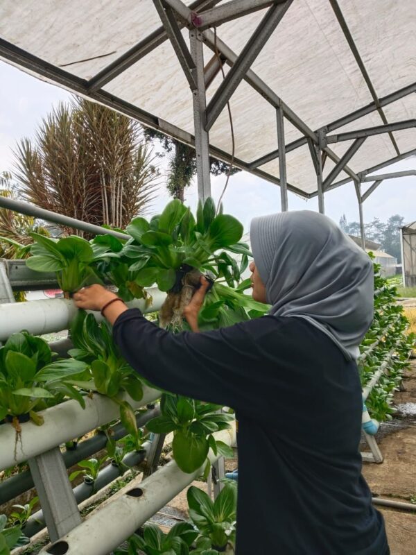 Dukung Regenerasi Petani, Kementan Siapkan Siswa SMK