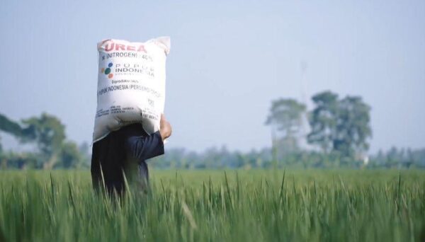 Di Tengah Krisis Pupuk Global, FAO Sebut Petani Indonesia Tetap Tanam dan Penopang Cadangan Beras Dunia